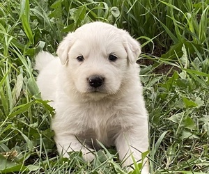 Great Pyrenees Puppy for sale in HUBBARD, IA, USA