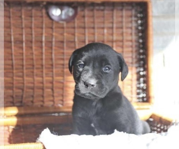 Medium Photo #2 Labrador Retriever Puppy For Sale in STANLEY, NY, USA