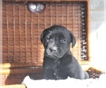 Small Photo #2 Labrador Retriever Puppy For Sale in STANLEY, NY, USA