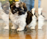 Small Photo #5 Shih Tzu Puppy For Sale in SUGAR HILL, GA, USA