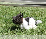 Small Photo #4 Yorkshire Terrier Puppy For Sale in HOLLYWOOD, FL, USA