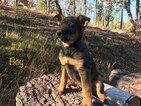 Small Photo #1 Australian Cattle Dog Puppy For Sale in GRANTS PASS, OR, USA