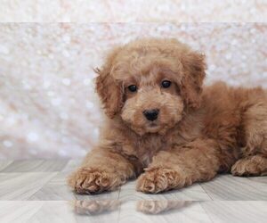 Medium Goldendoodle (Miniature)