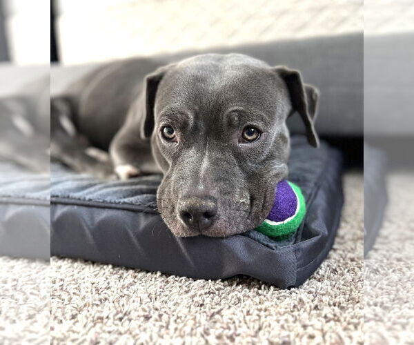 Medium Photo #2 Mutt Puppy For Sale in Rockville, MD, USA