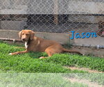 Small Labrador Retriever Mix