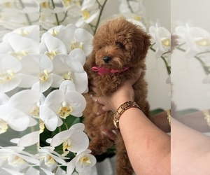 Poodle (Toy) Puppy for sale in TAMPA, FL, USA