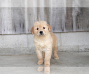 Golden Retriever Puppy for sale in WARSAW, IN, USA