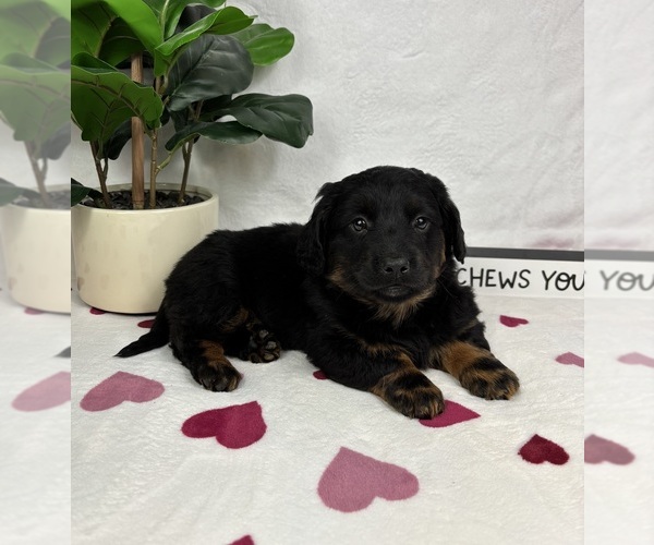 Medium Photo #6 Dachshund Puppy For Sale in FRANKLIN, IN, USA