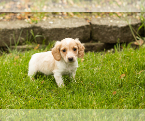 Dachshund Puppy for sale in BREMEN, IN, USA
