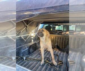 German Shepherd Dog Dogs for adoption in Stockton, CA, USA