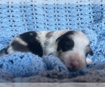 Small Photo #2 Australian Shepherd Puppy For Sale in YADKINVILLE, NC, USA
