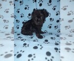 Small #10 YorkiePoo