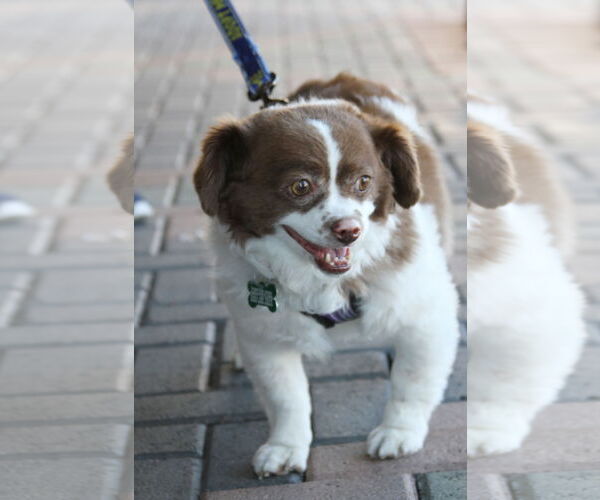 Medium Photo #9 Cavapom Puppy For Sale in Mission Viejo, CA, USA