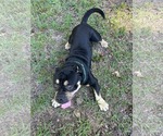 Small #1 Mutt