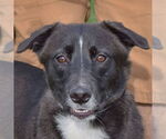 Small #2 Border Collie Mix