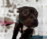 Small #2 American Staffordshire Terrier