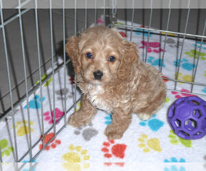 Cocker Spaniel-Poodle (Miniature) Mix Puppy for sale in ORO VALLEY, AZ, USA