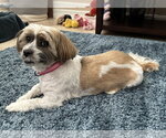 Small #3 Shih Apso