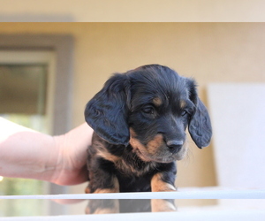 Dachshund Puppy for sale in CHANDLER HEIGHTS, AZ, USA