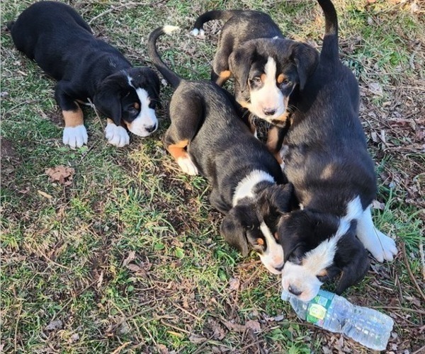 Medium Photo #8 Greater Swiss Mountain Dog Puppy For Sale in PHOENIX, NY, USA
