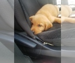 Small Golden Retriever