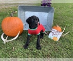 Small Photo #4 German Shorthaired Weimaraner Puppy For Sale in SHADYSIDE, OH, USA