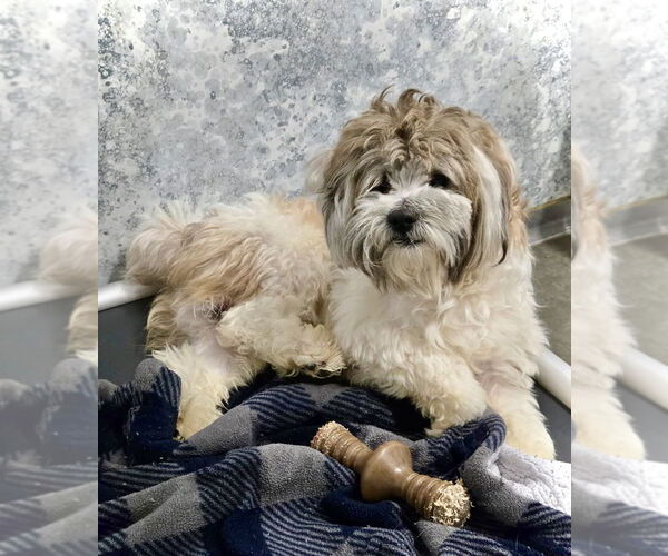 Medium Photo #3 Shih Tzu Puppy For Sale in Estherville, IA, USA