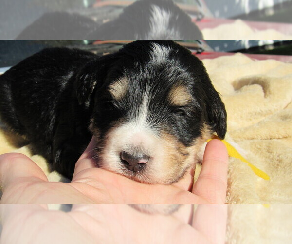 Medium Photo #1 Bernedoodle Puppy For Sale in BIG ROCK, IL, USA