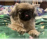 Puppy Elsa Pekingese