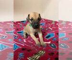 Small Photo #1 Great Dane Puppy For Sale in BRODHEAD, WI, USA