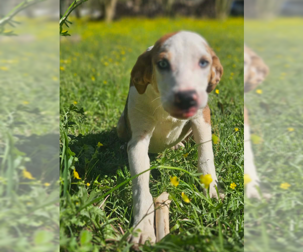 Medium Photo #1 Mutt Puppy For Sale in Cranston, RI, USA