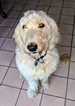Small Photo #1 Goldendoodle Puppy For Sale in ROSCOE, IL, USA