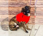 Small #6 Dutch Shepherd  Mix
