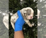 Small Photo #2 Bulldog Puppy For Sale in SLIDELL, LA, USA