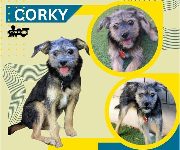 Medium Photo #1 Mutt Puppy For Sale in Lindsay, CA, USA