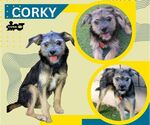 Corky (Puppy) - Male Mutt Dog for Adoption - Small photo