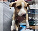 Small #4 American Pit Bull Terrier Mix
