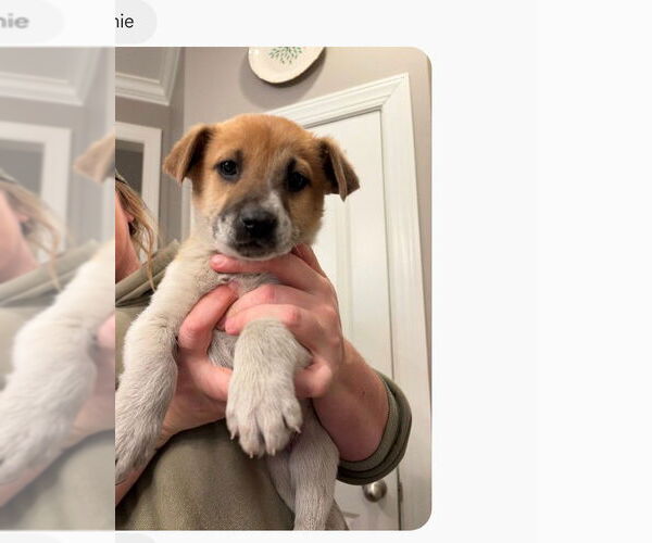 Medium Photo #1 Mutt Puppy For Sale in Holly Springs, NC, USA