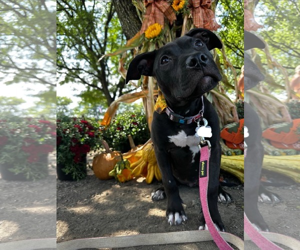 Medium Photo #2 American Pit Bull Terrier-Unknown Mix Puppy For Sale in Germantown, OH, USA