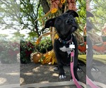 Small #1 American Pit Bull Terrier Mix