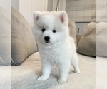 Puppy Winter Pomsky