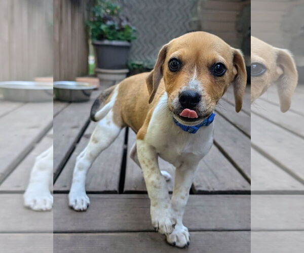 Medium Photo #1 Beagle Puppy For Sale in Brooklyn Center, MN, USA