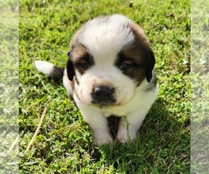 Medium Saint Bernard