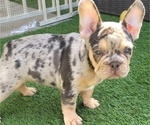 Small #12 French Bulldog