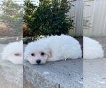 Small #2 Coton de Tulear-Poodle (Toy) Mix