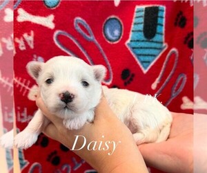 Maltese Puppy for sale in WINNSBORO, LA, USA