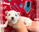 Image preview for Ad Listing. Nickname: Daisy