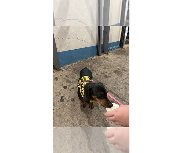 Medium Photo #6 Dachshund Puppy For Sale in Fruitland, SC, USA