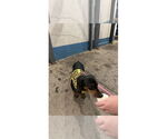 Small #5 Dachshund