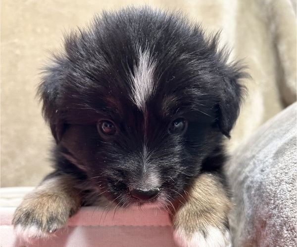 Medium Photo #1 Miniature Australian Shepherd Puppy For Sale in SANDWICH, MA, USA